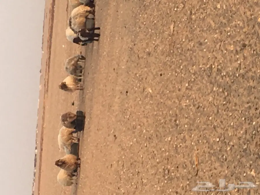 غنم مطافيل طيبه (image 19)