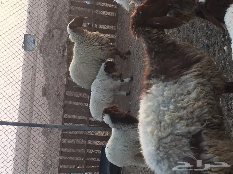 غنم مطافيل طيبه (image 20)