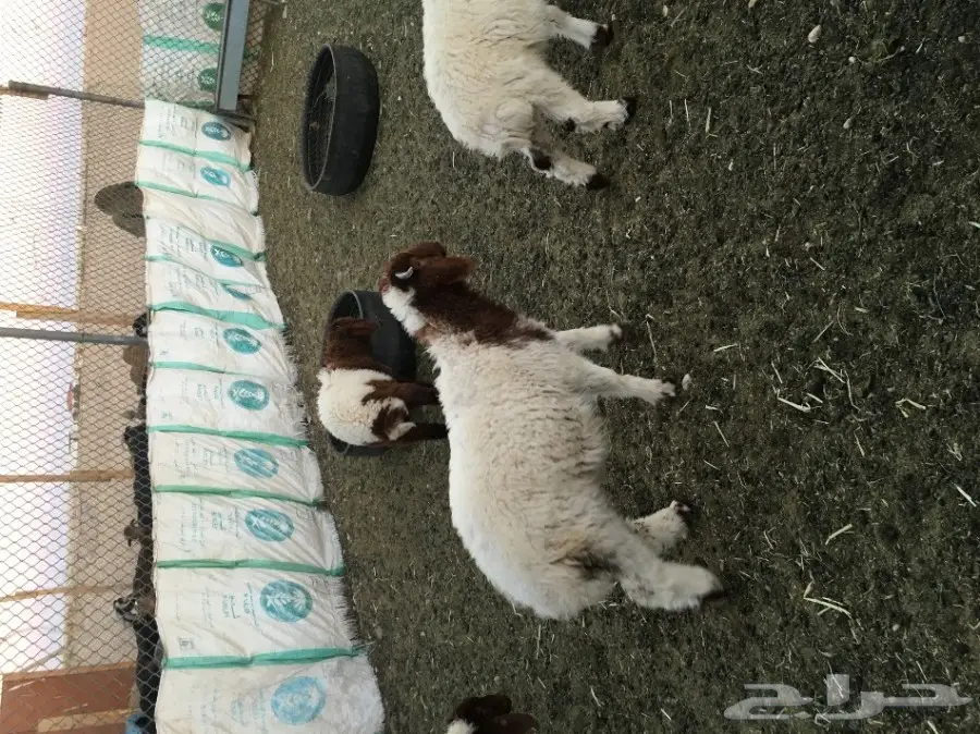 غنم مطافيل طيبه (image 21)