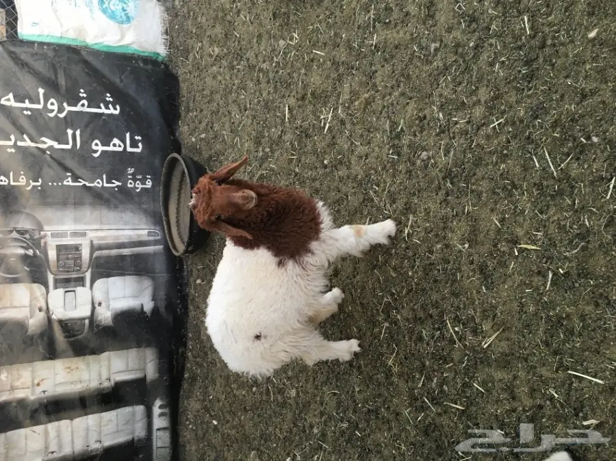 غنم مطافيل طيبه (image 22)