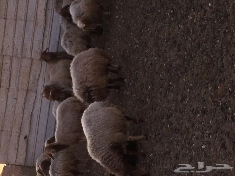 غنم مطافيل طيبه (image 23)