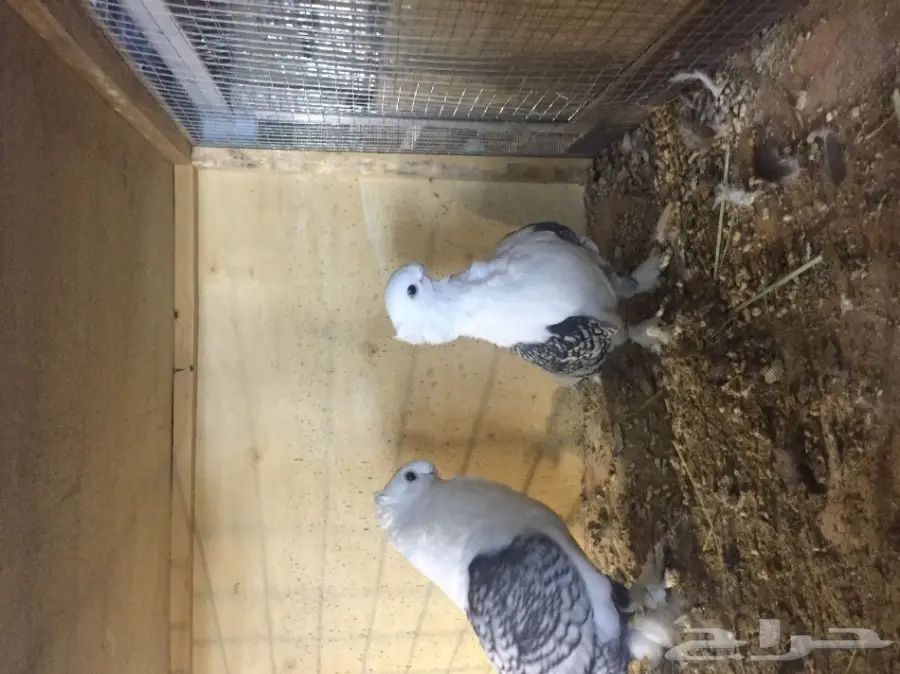 جوز ستنايت منتج  (image 2)