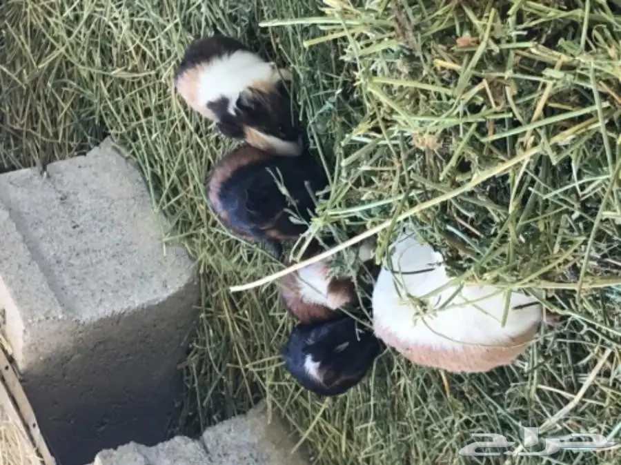 وبران بلديه 