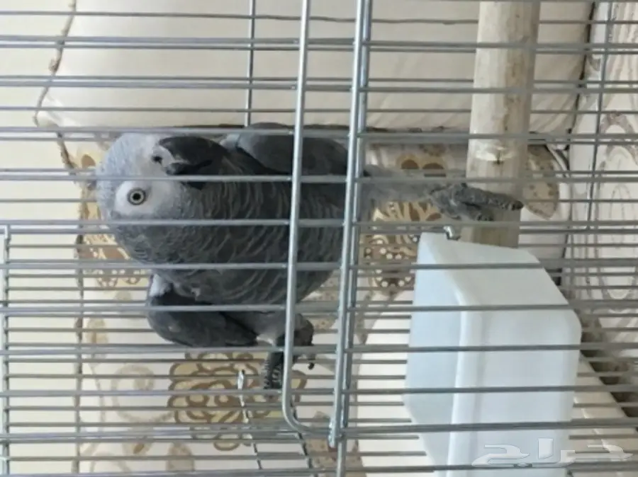 كاسكو أفريقي أليف