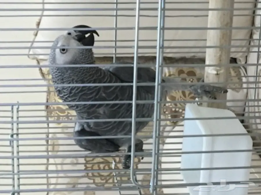 كاسكو أفريقي أليف (image 1)