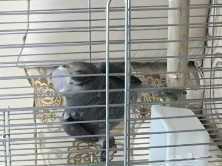 كاسكو أفريقي أليف (image 2)