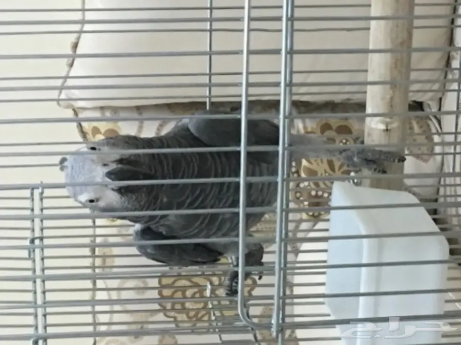 كاسكو أفريقي أليف (image 3)