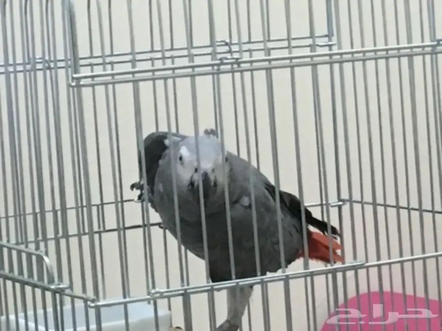 كاسكو أفريقي أليف (image 4)