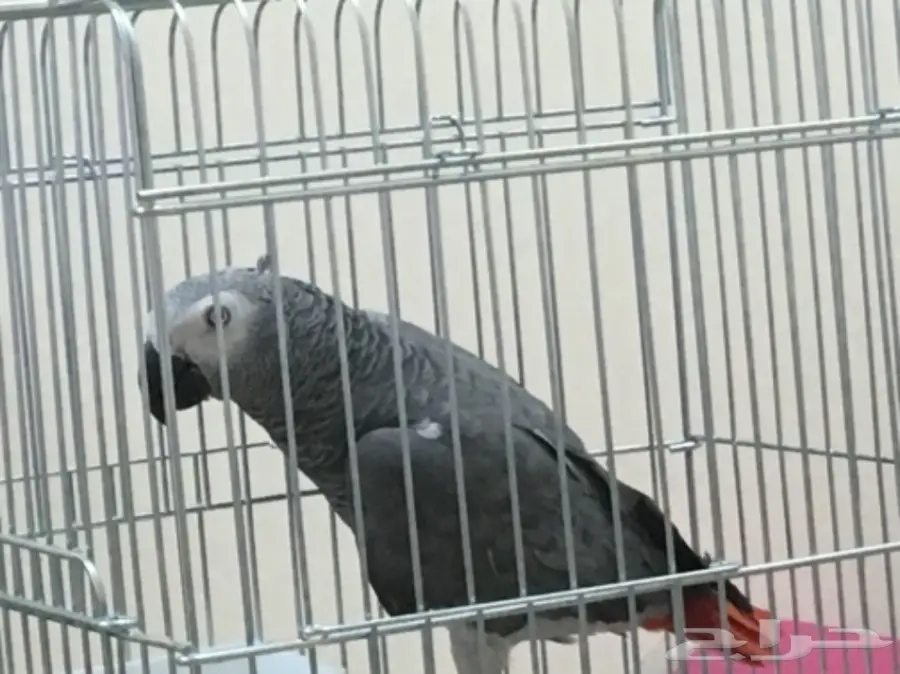 كاسكو أفريقي أليف (image 5)