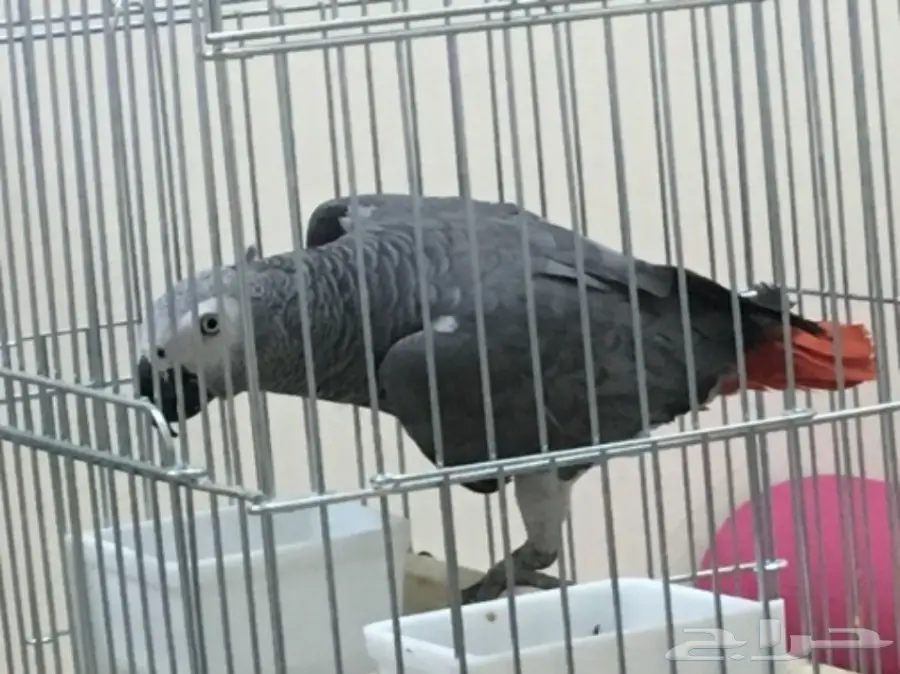 كاسكو أفريقي أليف (image 6)