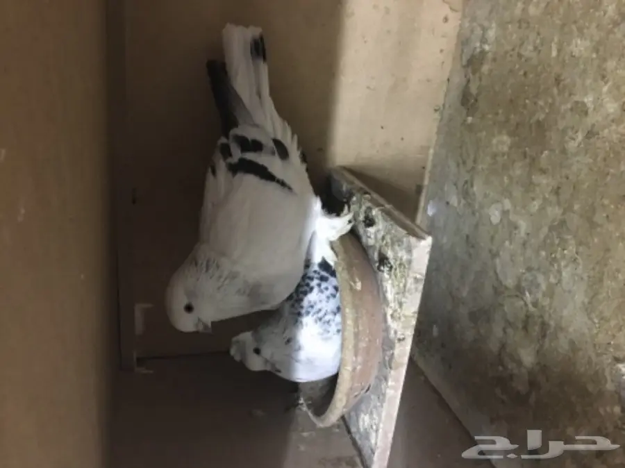 جوز ثلجي  (image 1)