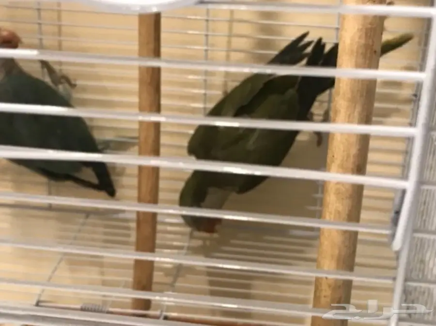 ببغاء الكويكر زوجين جاهزين للانتاج (image 3)