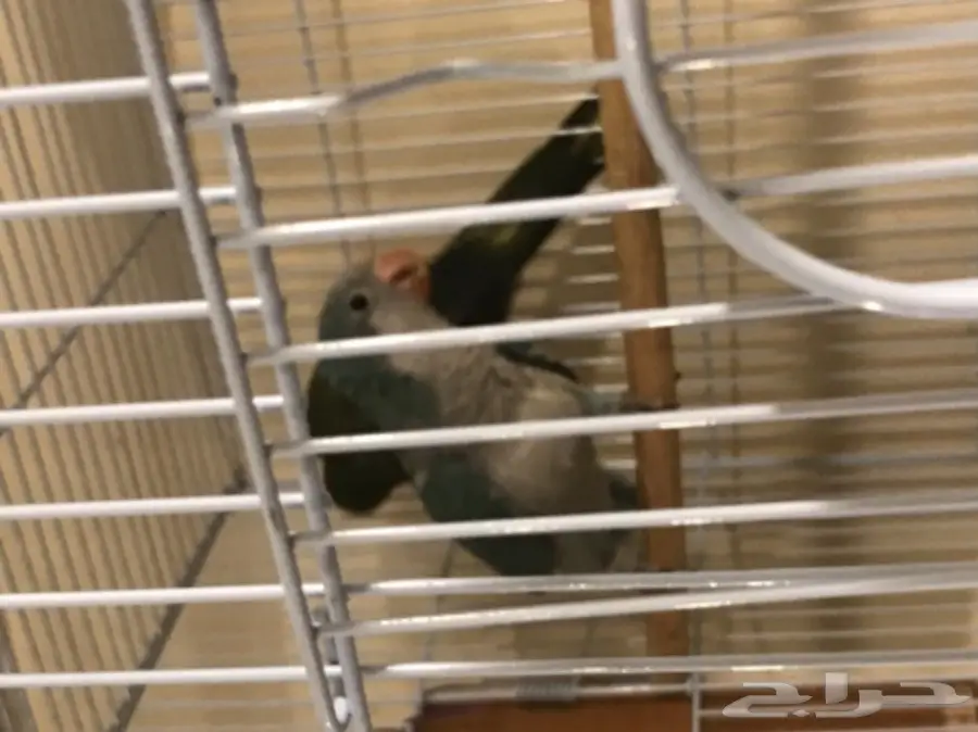 ببغاء الكويكر زوجين جاهزين للانتاج (image 5)