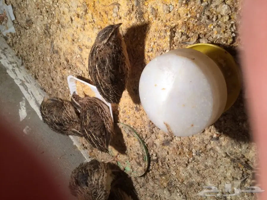 دواجن للبيع