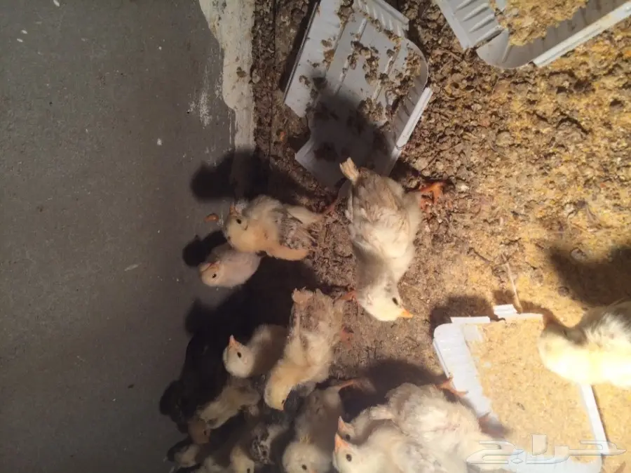 دواجن للبيع (image 1)