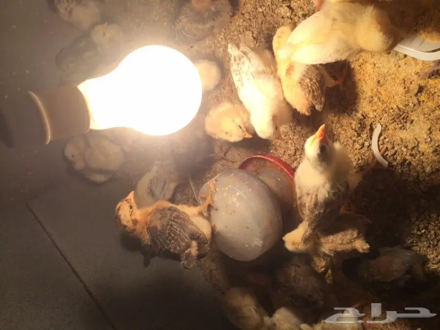 دواجن للبيع (image 2)