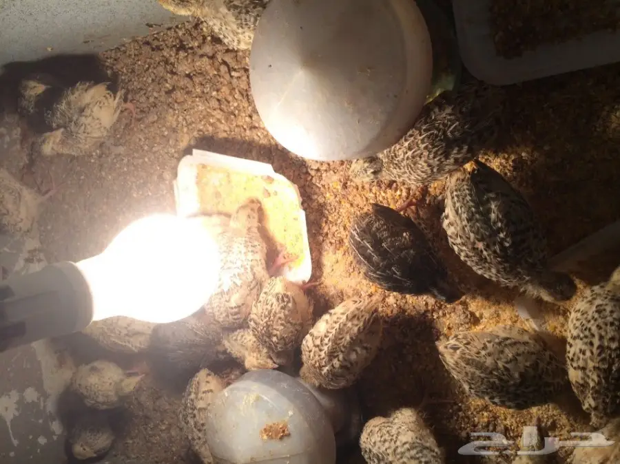 دواجن للبيع (image 3)