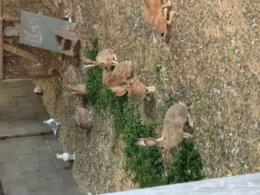 ارانب يريه للبيع