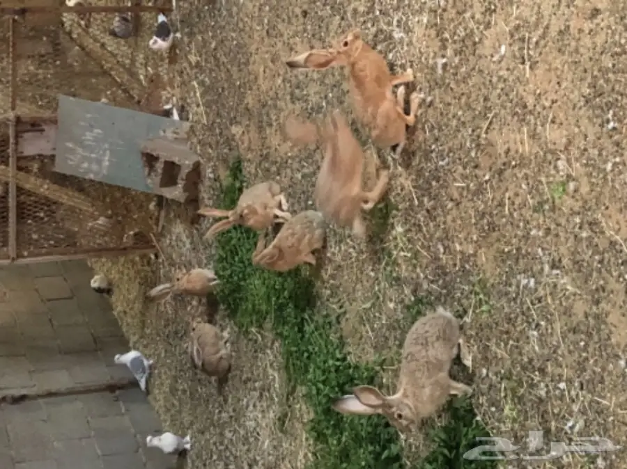 ارانب يريه للبيع (image 1)