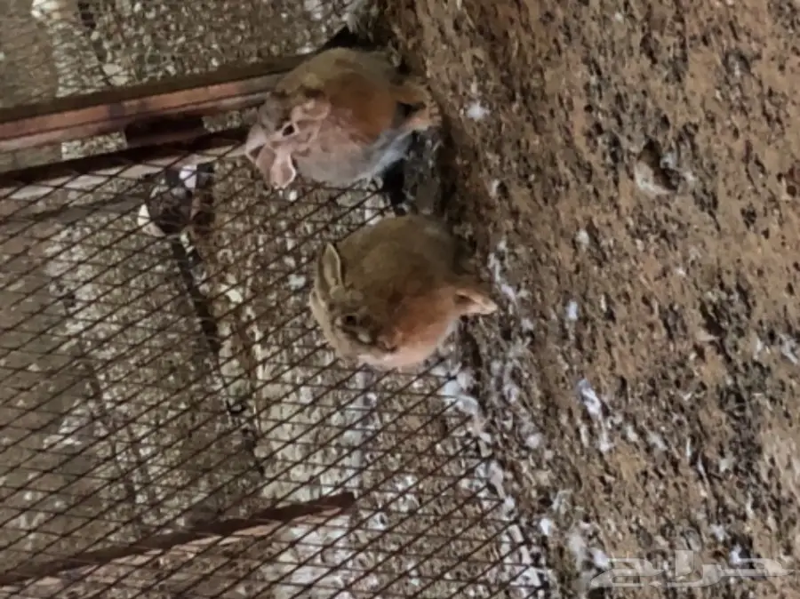 ارانب يريه للبيع (image 2)