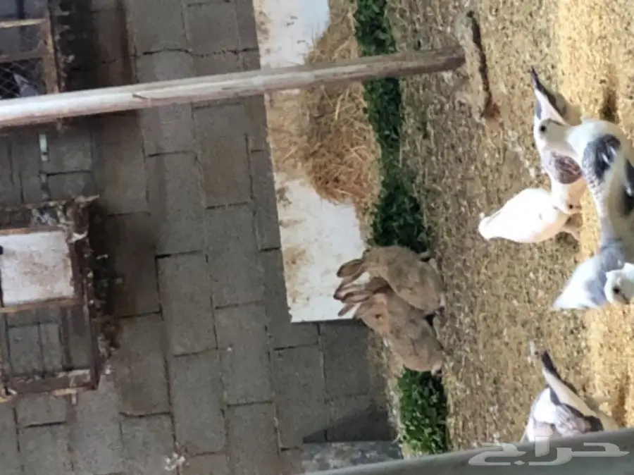 ارانب يريه للبيع (image 3)