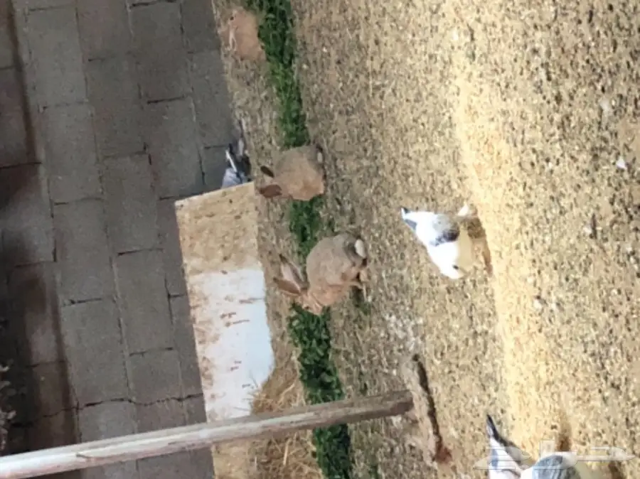 ارانب يريه للبيع (image 4)
