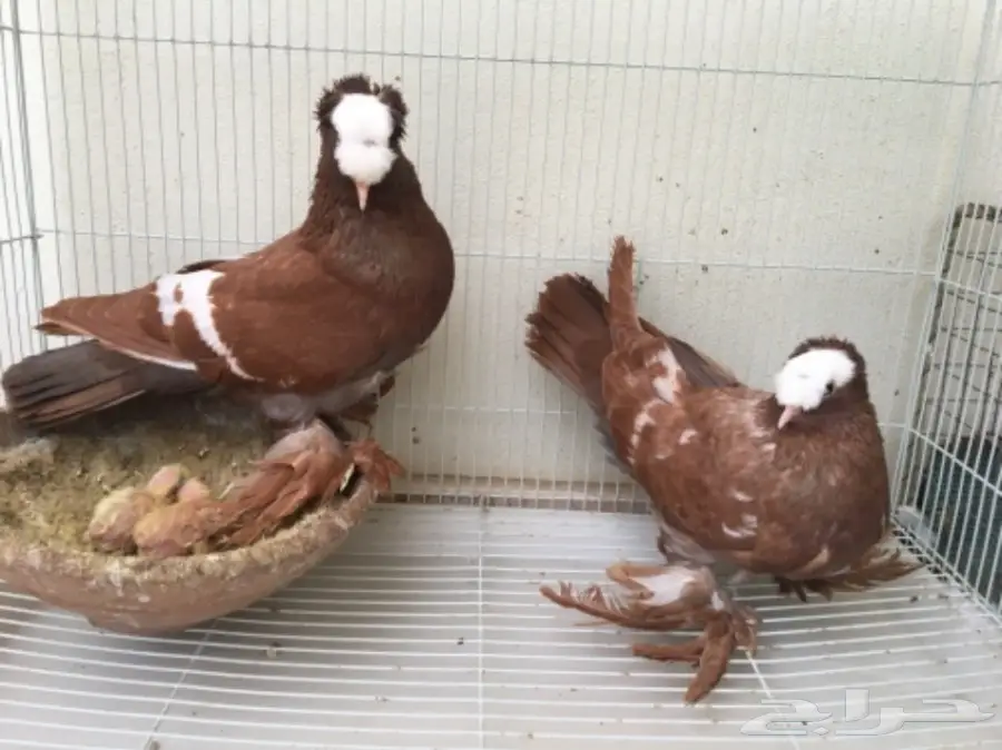 زوج ساكسون بإنتاجه