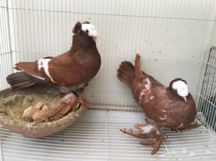 زوج ساكسون بإنتاجه (image 1)