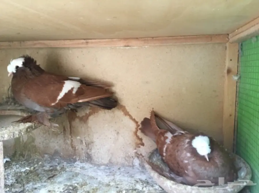 زوج ساكسون بإنتاجه (image 2)