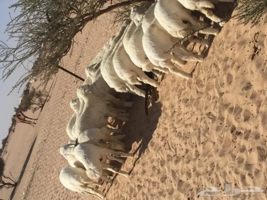 طليان جبره  (image 1)