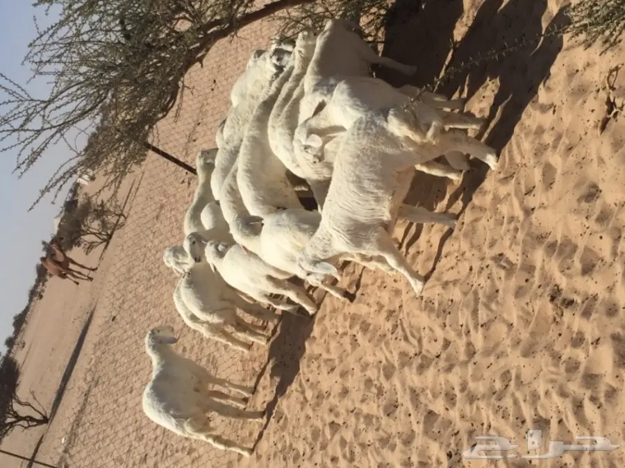 طليان جبره  (image 2)