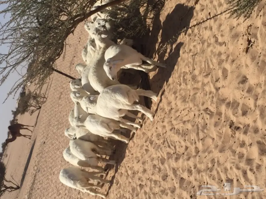 طليان جبره  (image 3)