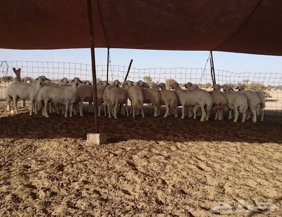 غنم مراح واحد وسم واحد درجة اولى (image 2)