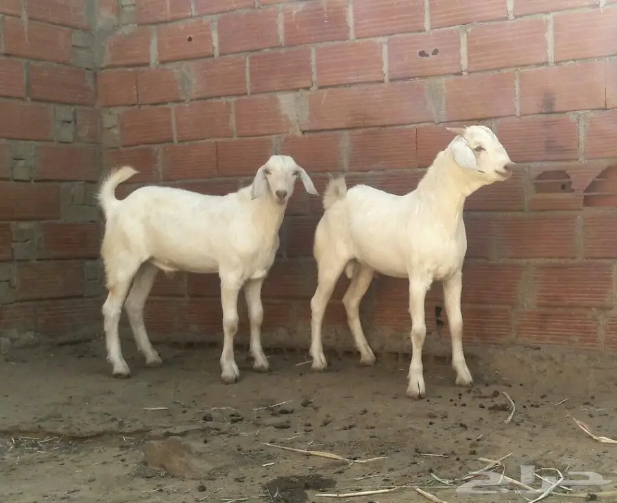 للبيع فحلين بيض صهف مهجنه (image 3)