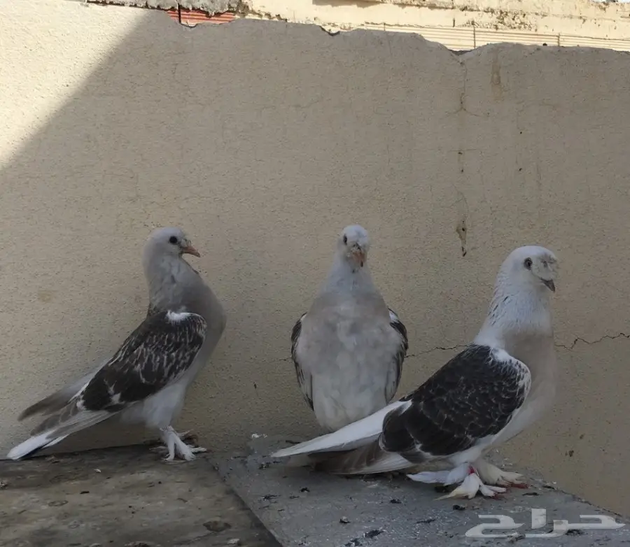 للبيع انثتين ودعي ومنقاه خارجيه وجوز تب (image 2)