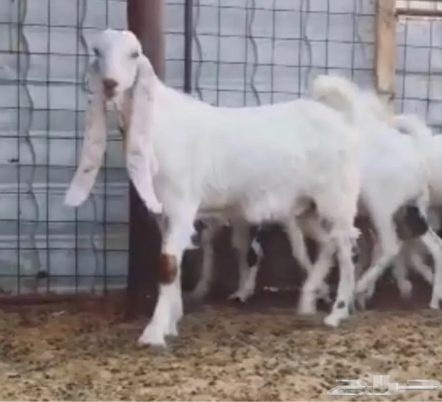 فرخي عُراة - فرصتك لا تعوض! (image 18)