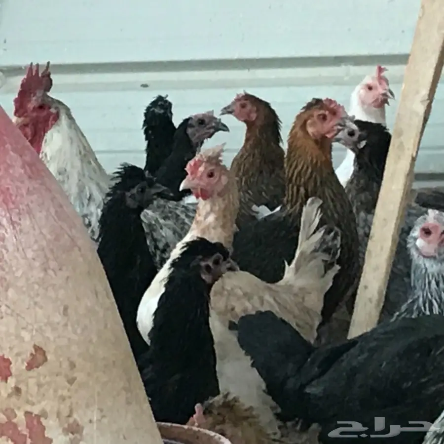 بيض بلدي .. ديوك .. دجاج بياض (image 5)