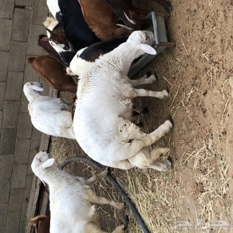 ذبيحتك الى باب بيتك  (image 6)