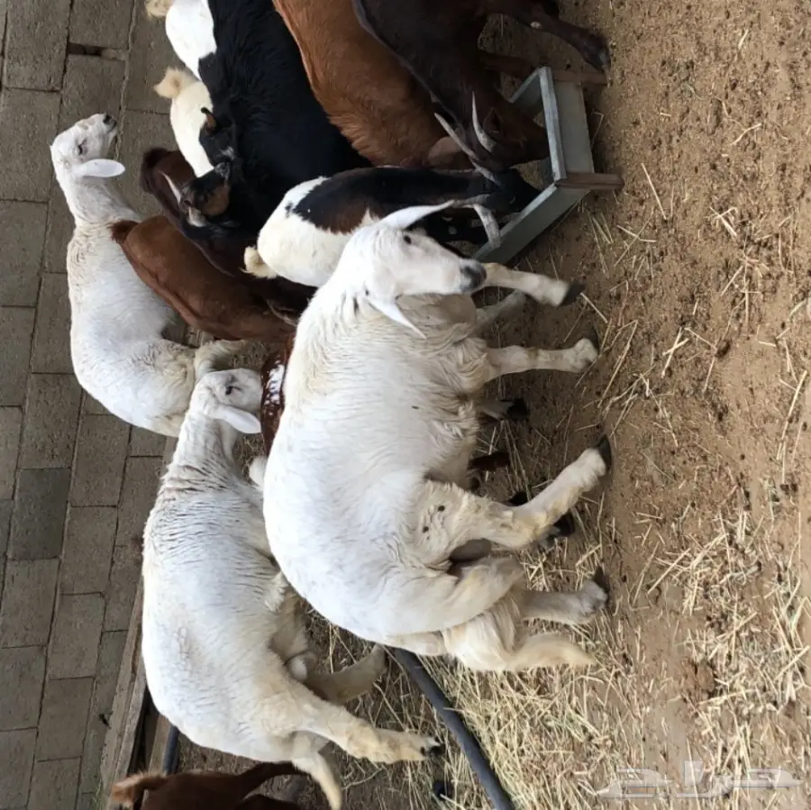 ذبيحتك الى باب بيتك  (image 8)