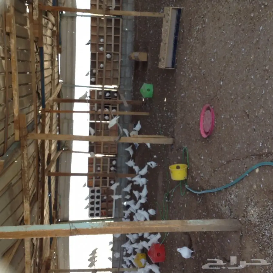 حمام فرنسي (image 1)