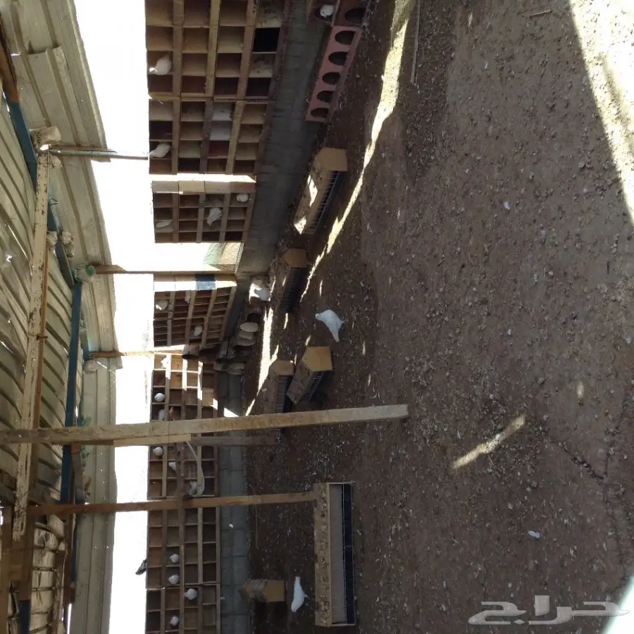 حمام فرنسي (image 2)