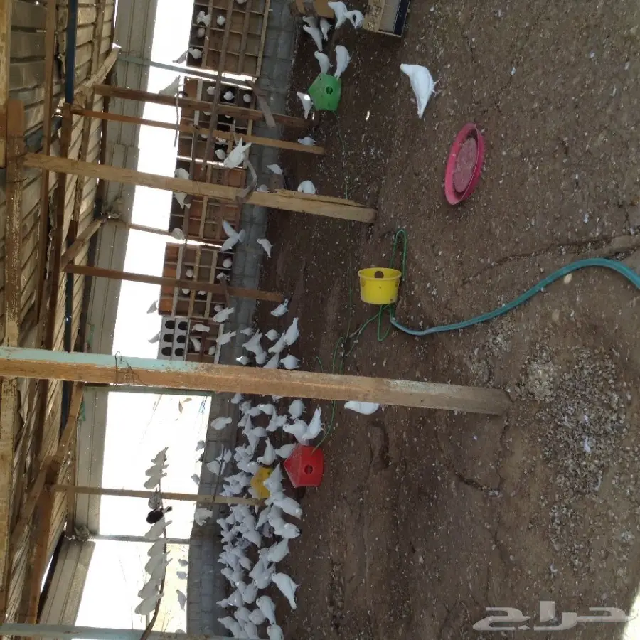 حمام فرنسي (image 3)