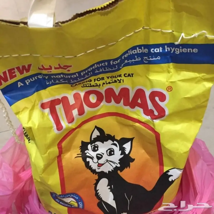 للبيع قط شيرازي امريكي منزلي نظيف مع اغراضه (image 3)