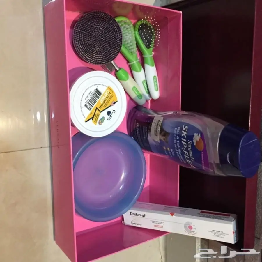 للبيع قط شيرازي امريكي منزلي نظيف مع اغراضه (image 4)