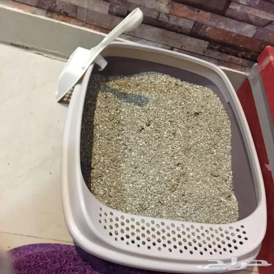 للبيع قط شيرازي امريكي منزلي نظيف مع اغراضه (image 5)