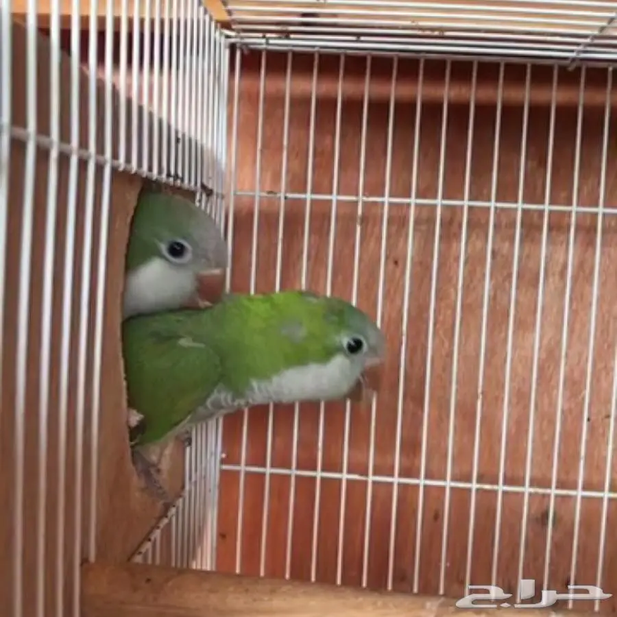 ببغاء الكويكر زوجين جاهزين للانتاج