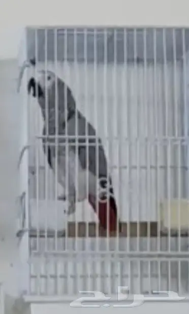 كاسكو  طفره  متكلم  (image 2)