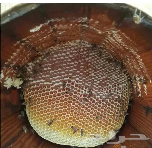عسل سدر أصلي ومضمون (image 1)