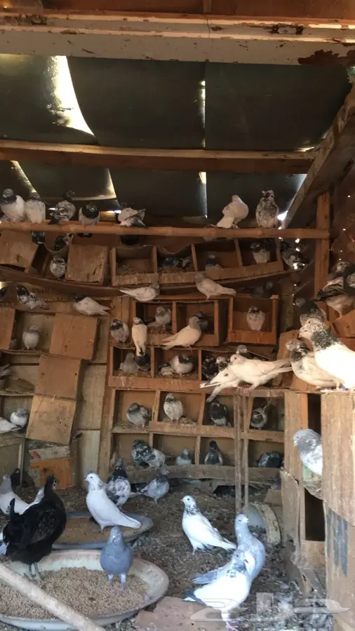 حمام باكستاني كفووو مطير شرط (image 3)