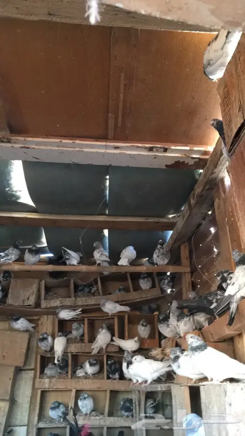 حمام باكستاني كفووو مطير شرط (image 1)